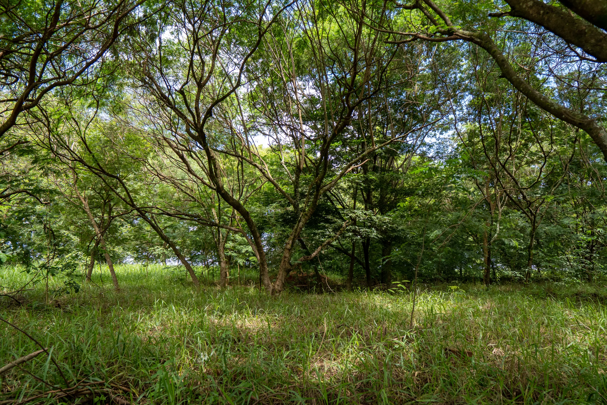Mata preservada da Reserva Goyá